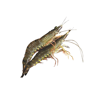 Tôm Sú tự nhiên Cà Mau 25-30 con/kg 300g