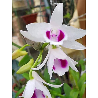 phi điệp 5 cánh trắng, phi điệp 5 cánh trắng bắc ninh