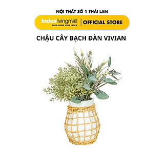 Chậu Cây Bạch Đàn VIVIAN Trang Trí Nhà Cửa | Index Living Mall | Nội Thất Nhập Khẩu Thái Lan - Phân Phối Độc Quyền Tại Việt Nam