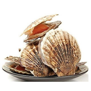 Sò điệp Nhật nguyên con - 1kg