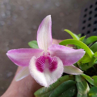 Lan phi điệp đột biến 5 CÁNH HỒNG MẮT NGỌc