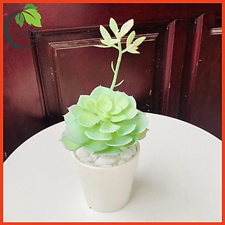 Hoa Giả Chậu Sen Đá Trang Trí Bàn Kệ Tủ Giá Sách Cao 15-20cm