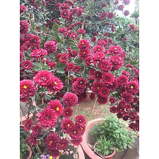 Chậu cây giống cúc đỏ cổ sơn la cây đẹp chuẩn giống