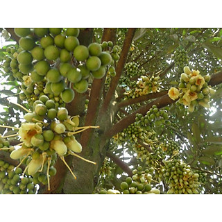 CÂY GIỐNG SẦU RIÊNG R6