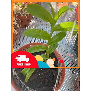 chậu lan phi điệp tím mặt hoa cực đẹp, ki tách thân