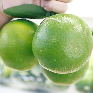 QUÝT ĐƯỜNG ĐẶC BIỆT