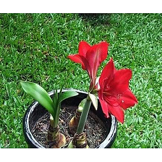 Củ hoa lan huệ kép