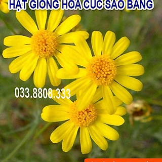 Hạt Giống Hoa Cúc Sao Băng-Tỷ lệ Nảy Mầm Cao