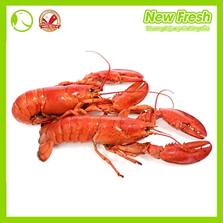 Tôm hùm baby Canada hấp siêu tiện lợi chuẩn 100% nhập khẩu 1 con 300 - 450 Gram