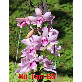 Hoa phong lan - phi điệp nù tam bố