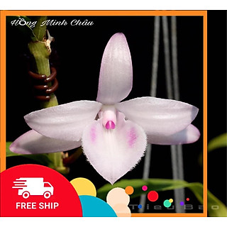 Lan phi điệp đột biến 5 CÁNH HỒNG MINH CHÂU