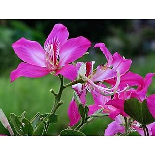 cây giống ban tím (móng bò)