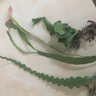 Cây quỳnh nhánh nhỏ gồm quỳnh đỏ, quỳnh ngọc trai, quỳnh xoắn, quỳnh hoa đỏ