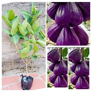 Cây giống mận tím roi trái sớm