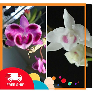 2 cây hoa phong lan - trầm 6 mắt lai phi điệp 5ct cây đẹp sản phẩm mới