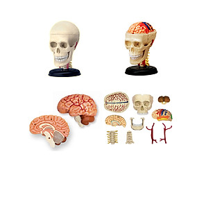 Mô hình phẫu thuật Sọ 