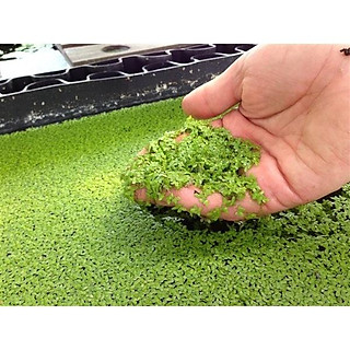 Bèo tấm, bèo cám , bèo thủy sinh 100 cây