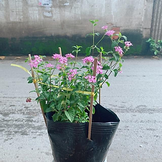 Cây Trâm Ổi Tím