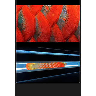 Máng đèn chuyên dụng MAYIN Tanning cá rồng !!!!!