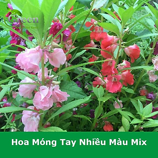 Hạt Giống Hoa Móng Tay (Hoa Bóng Nước) Nhiều Màu Mix