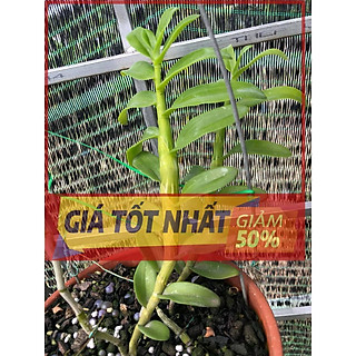 LAN ĐỘT BIẾN, Phi điệp ĐỘT BIẾN 5 cánh trắng VIỆT BẮC