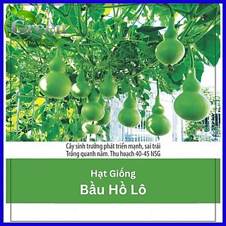 Hạt Giống Bầu Hồ Lô