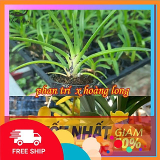 Hoa lan kiếm, Lan kiếm HOÀNG LONG X PHAN TRÍ cây đẹp sản phẩm mới