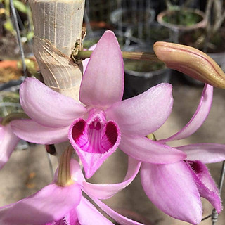 Combo 2 cây hoa phong lan - phi điệp nù tam bố