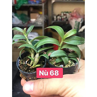 dã hạc nù 68 combo 2 cốc