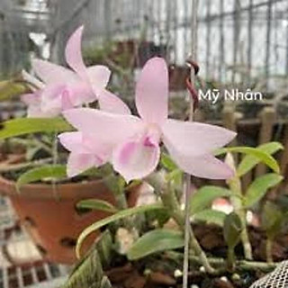 Cốc lan phi điệp đột biến 5 cánh HỒNG MỸ NHÂN