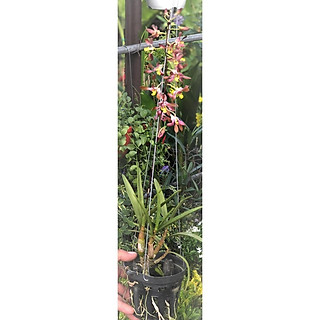 Chậu hoa lan Denro nắng giống mới