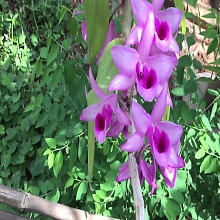 Sản Phẩm Hoa lan phi điệp-tím yên tử(cao 30cm ,trồng thuần ấm chậu)