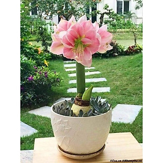 CỦ LAN HUỆ CÁNH KÉP CỦ SIÊU TO (KHÁCH ĐƯỢC CHỌN MÀU)