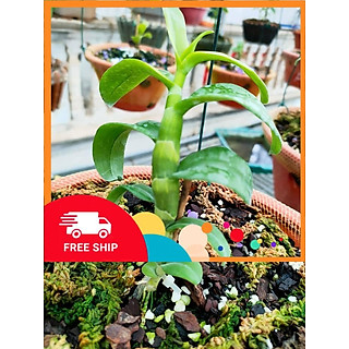 hoa phong lan - phi điệp phú thọ mắt đỏ - phi điệp phú thọ mắt đỏ