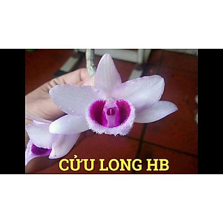 Phi điệp Cửa Long Cao Phong,phi điệp cửa long phong ki tách thân mẹ, ki mập ấm chậu hoa đẹp