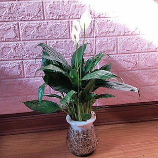 Cây Lan Ý Thủy Sinh ( Bạch Môn, Vỹ Hoa Trắng, Huệ Hoa Bình)