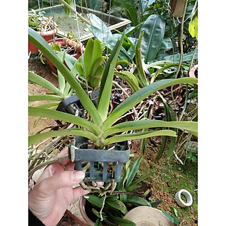 hoa phong lan đai châu hoa tết cây đẹp chuẩn giống