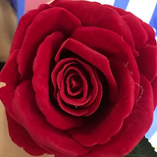 Hoa lụa Hồng nhung - Hoa lụa