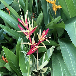 Chậu cây chuối mỏ két lá xanh trắng hoa đỏ