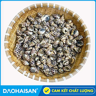 Ốc Hương Sống Size 100 -110 (500gram)