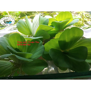 Bèo tai tượng - Bèo cái - Bèo thủy sinh