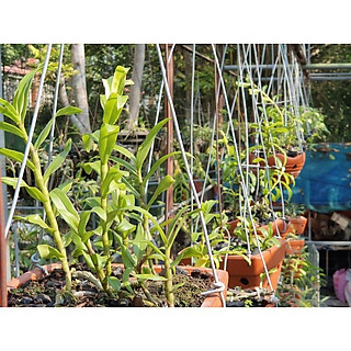 Sản Phẩm phong lan phi điệp (hòa bình)