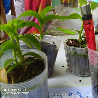 lan giả hạc asa chậu 2.5 cây cực đẹp