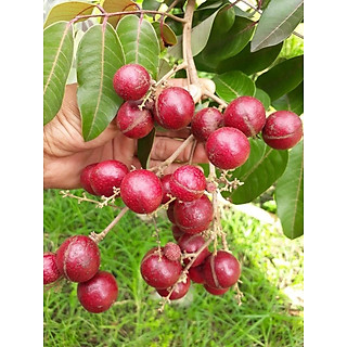 CÂY GIỐNG NHÃN TÍM cây đẹp chuẩn giống
