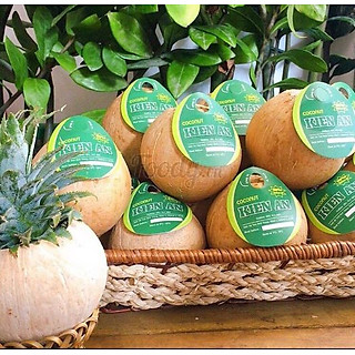 Set 5 trái Dừa Xiêm Trọc Size Lớn (600-750gr)