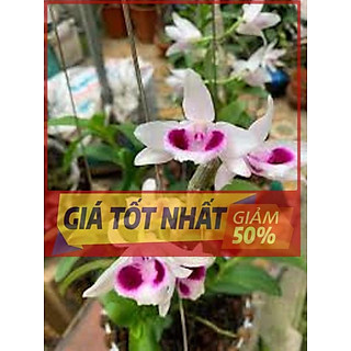 LAN PHI ĐIỆP 5 CÁNH TRẮNG ÁM MẮT TRÂU LƯNG XANH PHÚ THỌ