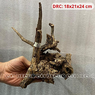 Lũa thủy sinh mini setup layout bể cá, hồ cá, bể bán cạn terrarium, ghép lan cây không khí