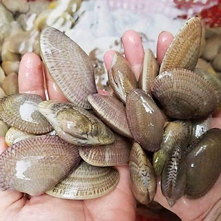 Sò lụa - 1KG