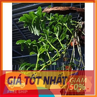 lan phi điệp tím mặt hoa cực đẹp