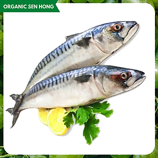 Cá Saba Nhật (500-650gr)